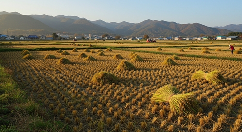 2024년산 쌀 생산비 0.8% 증가…순수익은 24.3% 급감 기사 이미지